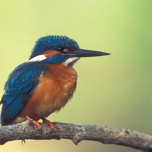 Spot de mooiste vogels van Nederland!