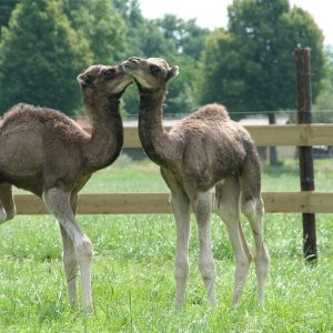 Bezoek een kamelenmelkerij en ga op kamelensafari!